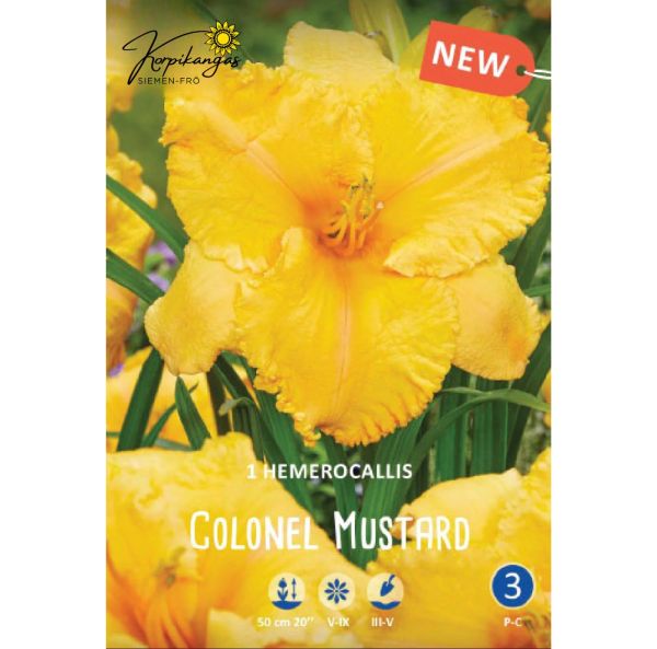 Hybriddaglilja - Rötter